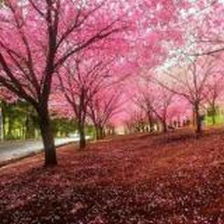 樱 花