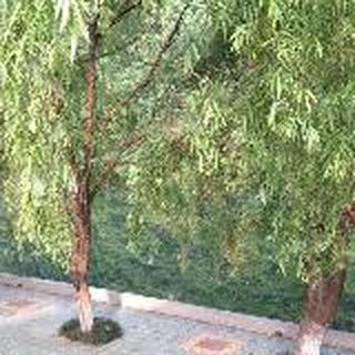 胖丁