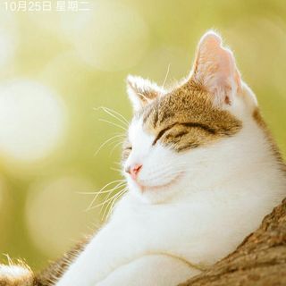 小猫七七