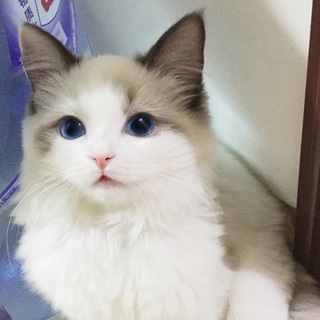 子非鱼