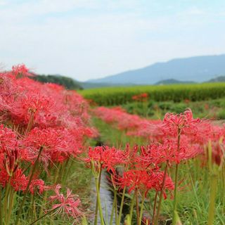 夜老板