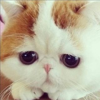奶黄包，喵◟(๑•́₃