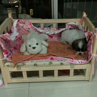 小灰灰