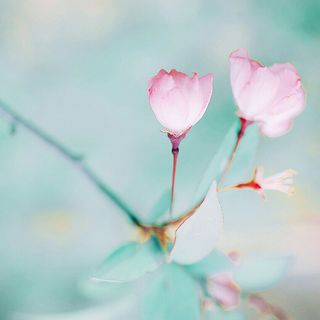 春风十里姹紫嫣红