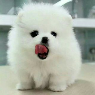 紫色的时代