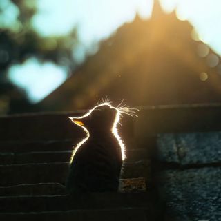 橘兔子