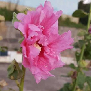 张若荷