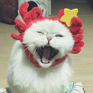 爱笑的猫妖