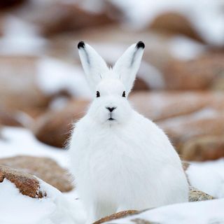 雪冉菲