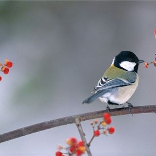 紫梅雅婷