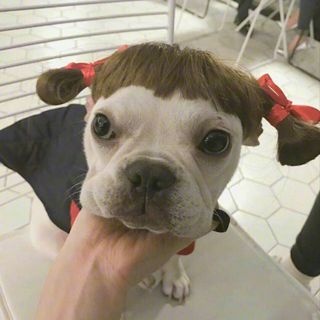 十分蓬松