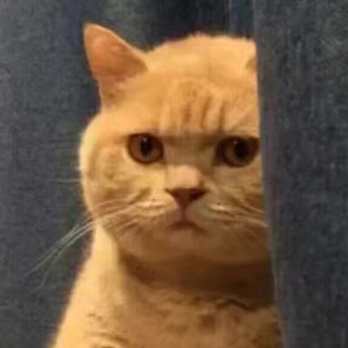 小阿喵(=^･ｪ･^=)