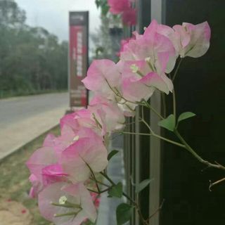 sgk_m_149087988031