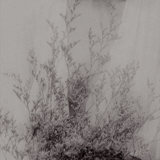 亦是一生朝气，温柔可人