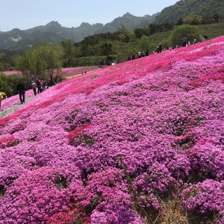 古丽籽