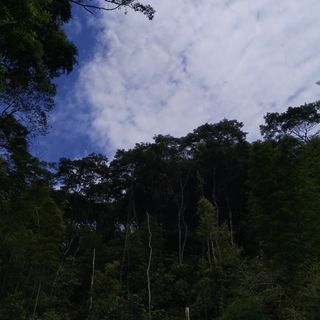 古月风