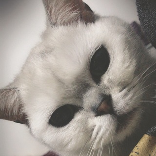 ༺ 張ོ ࿈ 琪࿆ ༻