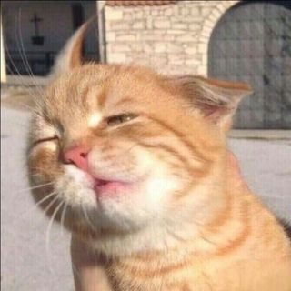 天妇罗橘猫