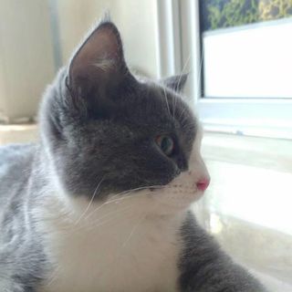 慕九苏
