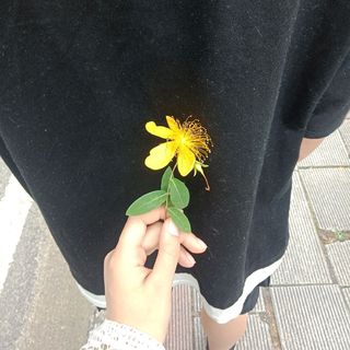 高冷的🐑羊羊羊