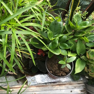 蜥蜴和鱼