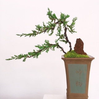 一花一木总关情