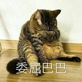 大惠猫儿