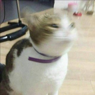 赵晨猫