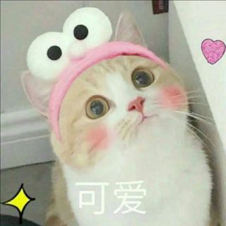 养猪的金刚仙女