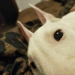YT肉肉
