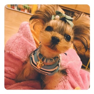 Sylvia茗子