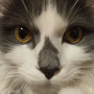 睡不醒的猫姐