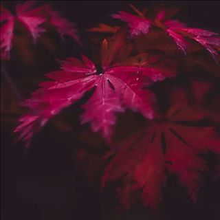 云帆飘飘1