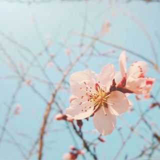 裸樱🌸