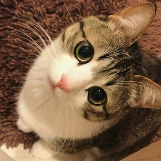 桃子娘