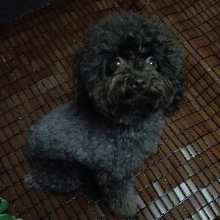 想想臭小狗