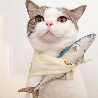 铃屋塔子