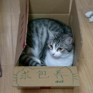 薄荷龙猫