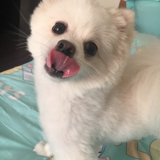 安小麒想瘦八斤还想要只猫