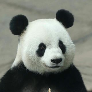 嘻嘻嘻想不出名字