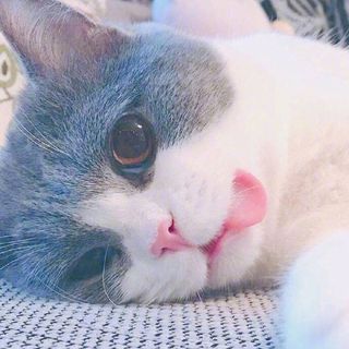 锦月月