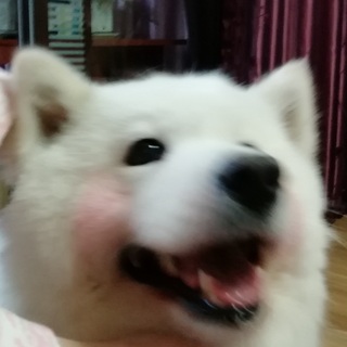 破车车车车