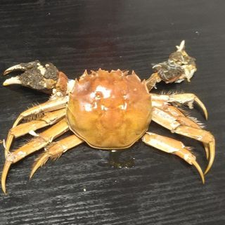 我家有只傻黎黎