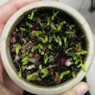 一窍