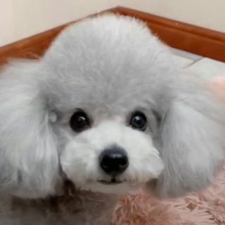 麻球蛋蛋头？？？