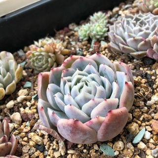 新鲜出炉的包包