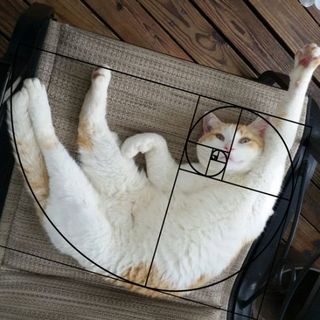 三十四楼种月季