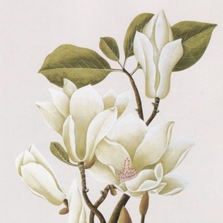 剑斓樱