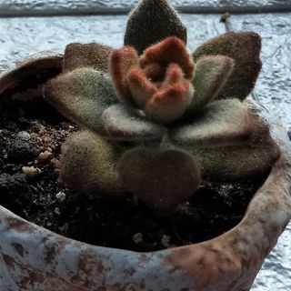 小灰灰灰