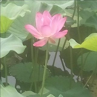 春剑